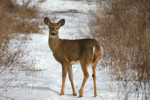 deer