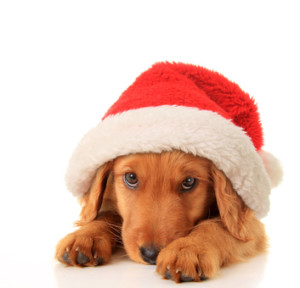 dog in santa hat
