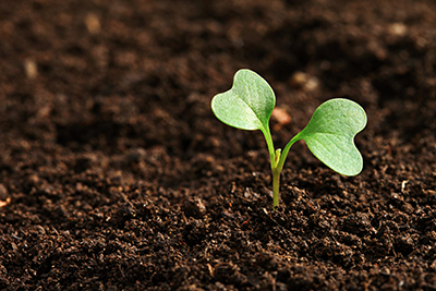 small plant growing