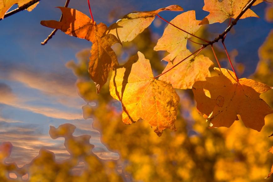 fall leaves