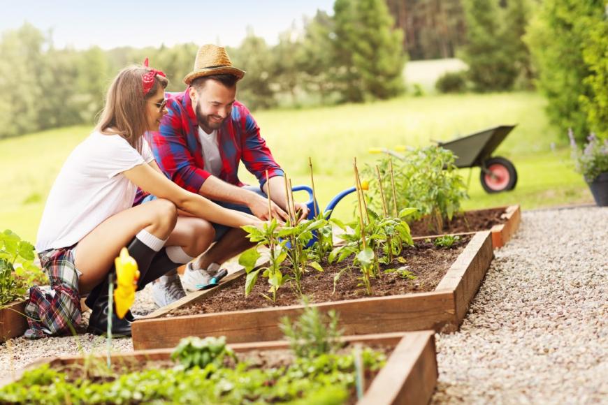 Young couple planting vegetables into the soil of a garden bed. A wheel barrow is off to their right.