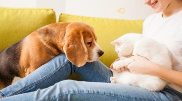 Woman sitting on couch with beagle and white cat