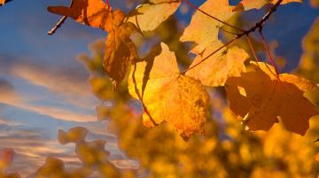 fall leaves