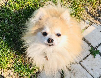 Pomeranian named Terry