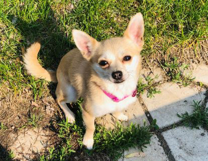 Pomchi (Pomeranian-Chihuahua) named Nelly